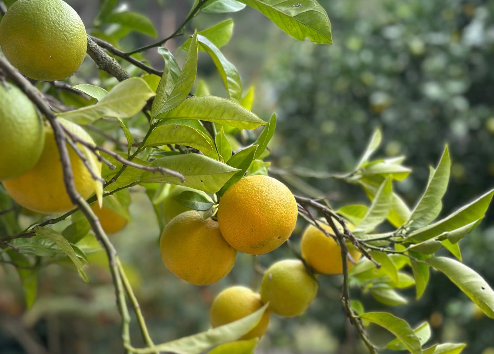 Zitronenanbaugebiete in Europa: Wo Europas Zitronen zuhause sind