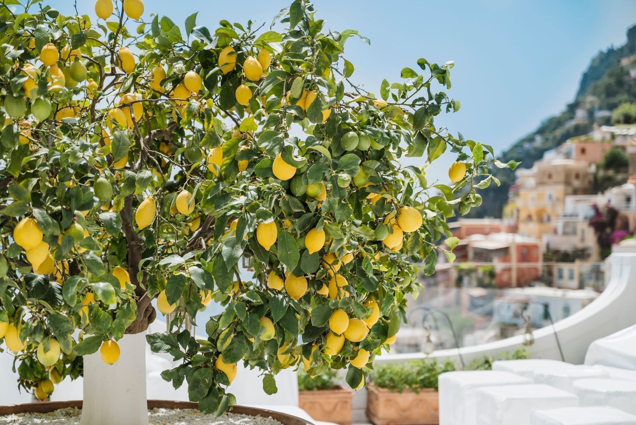 Zitronensorten: Von Klassikern bis zu Raritäten